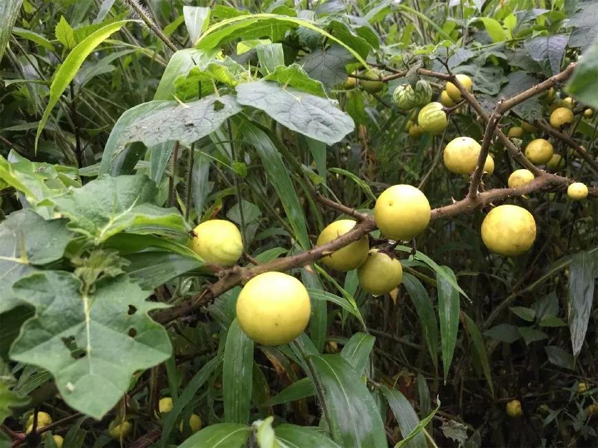新澳门全年资料内部公开,新澳门全年资料内部公开，探索与解读